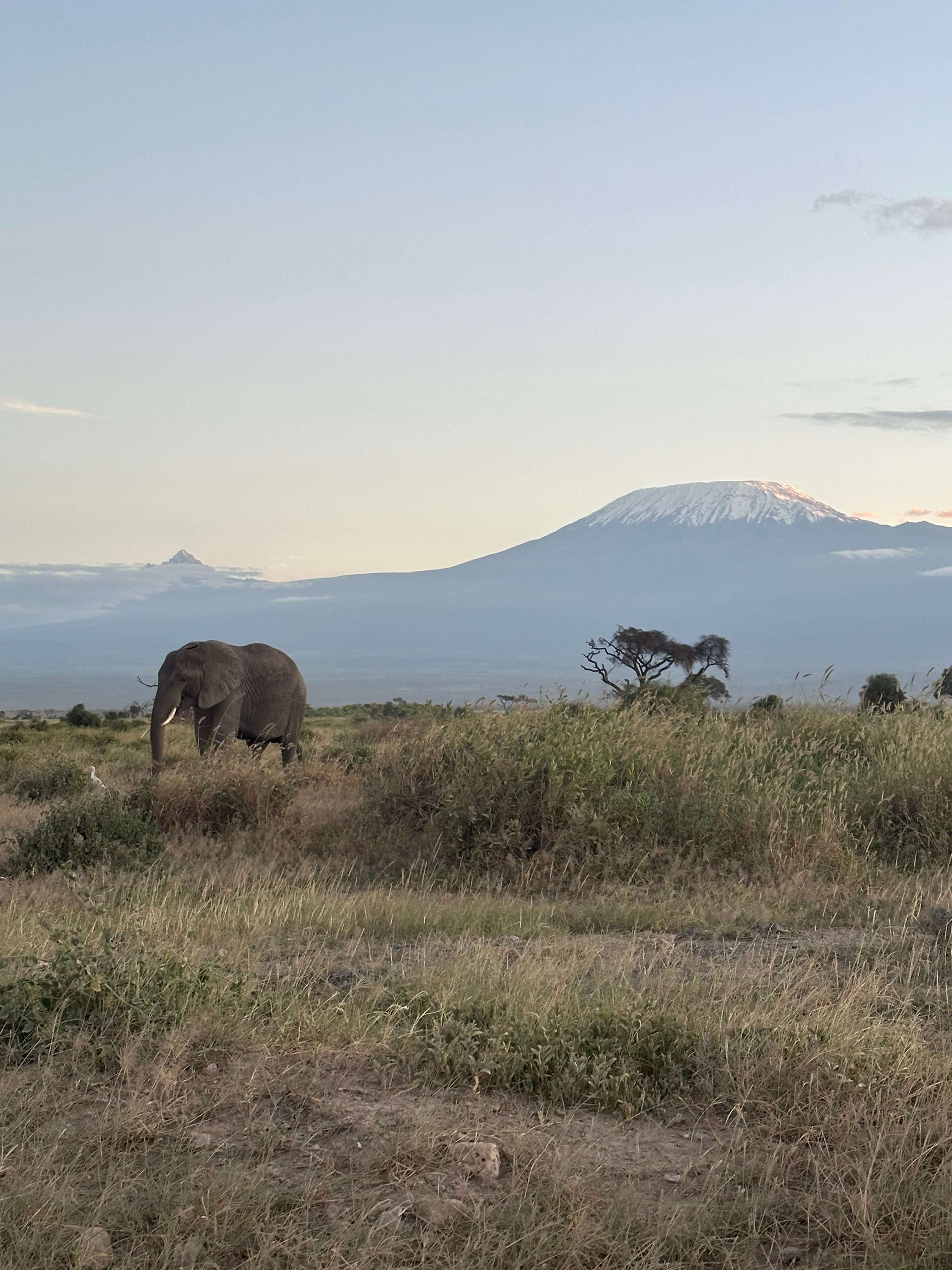 Amboseli National Park - Elephant and Kilimanjaro