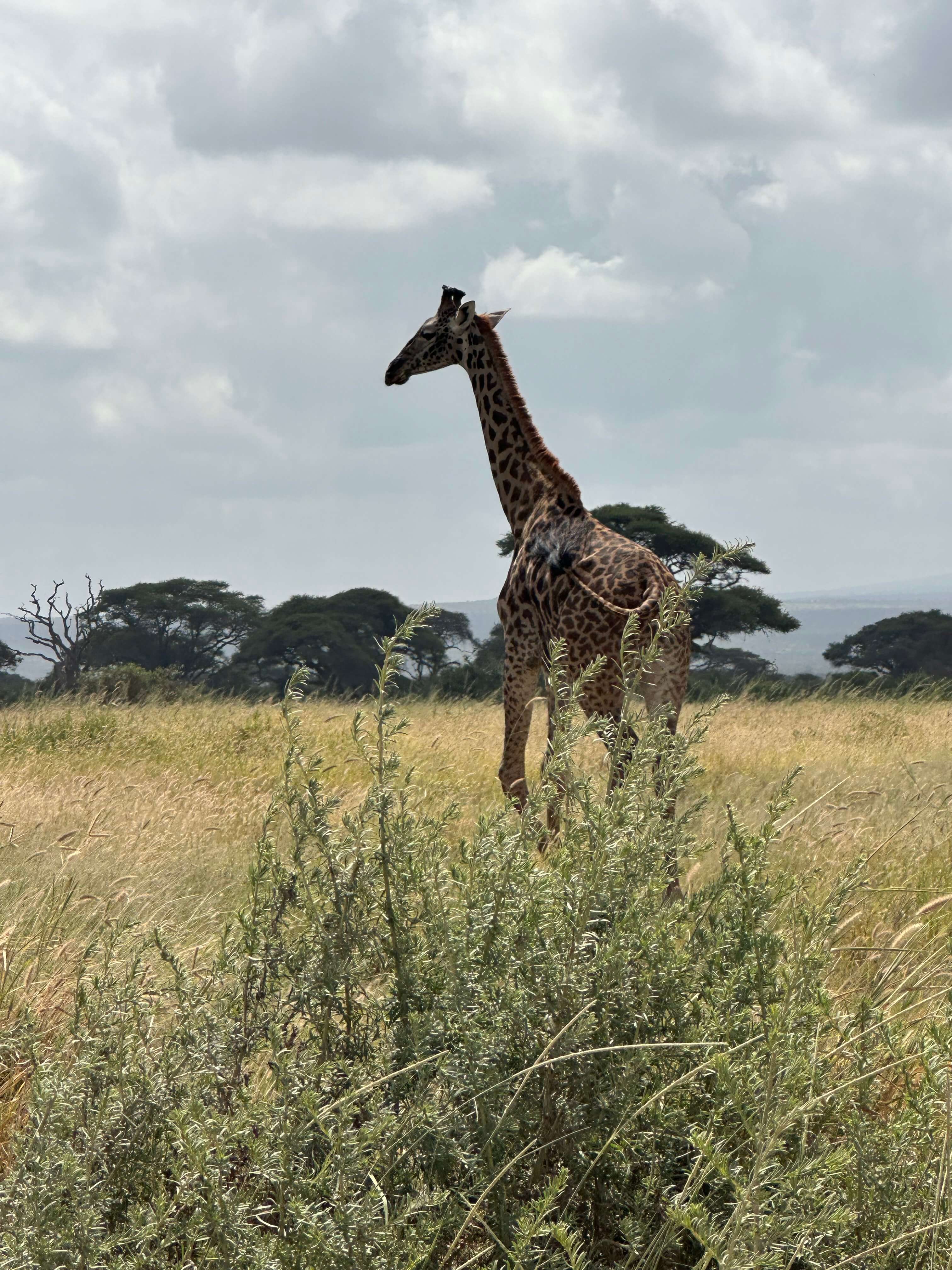 Giraffe walking In Kenyan National Park Amboseli