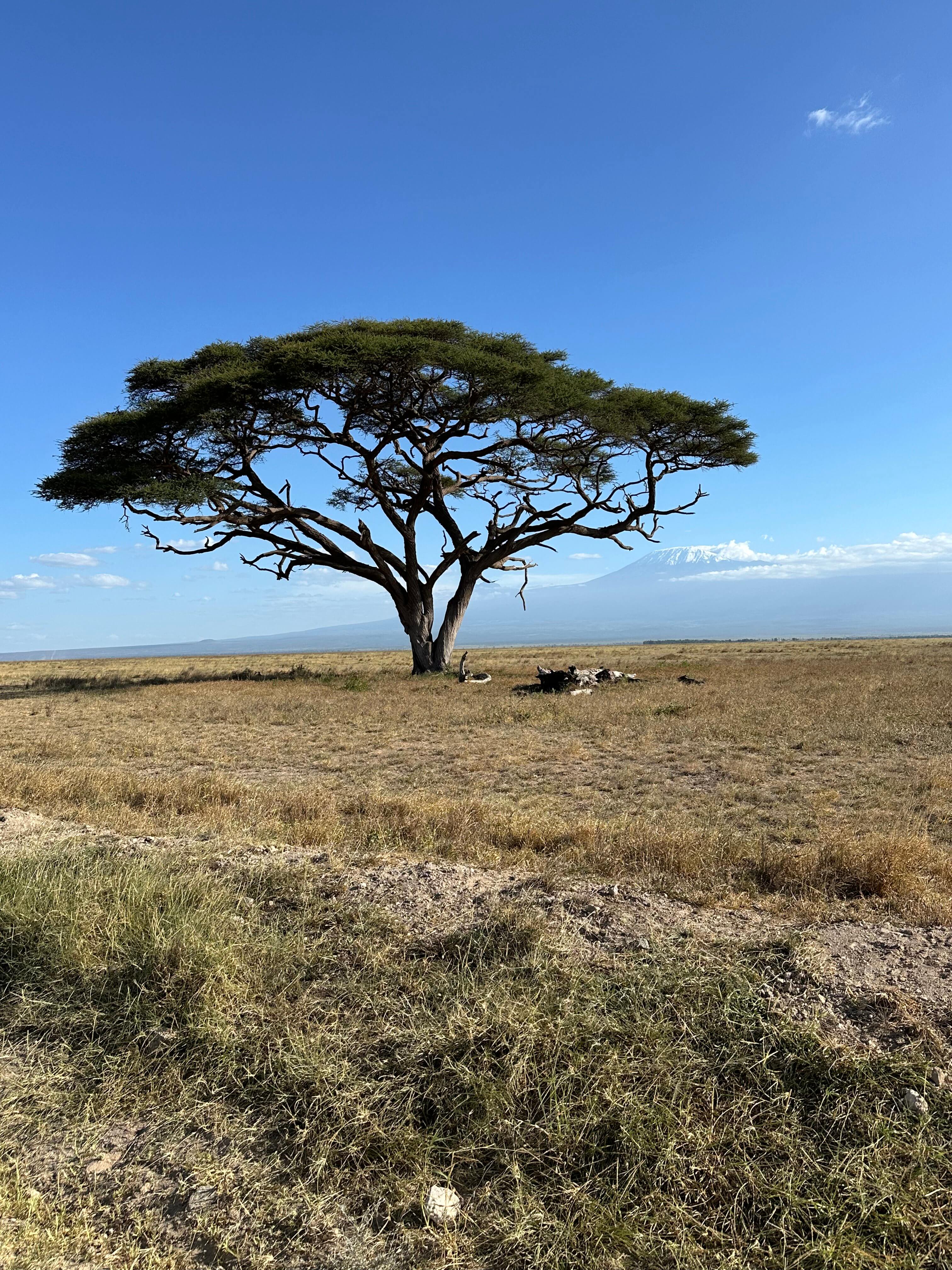 Umbrella Thorn Tree with mount kilimanjaro background, amboseli self-drive